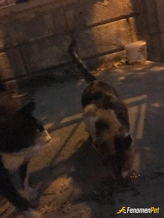 Sokak hayvanı besleme: yaş mama vererek sayenizde iyilik yapmıs ve hayvanları unutmamıs oluyoruz