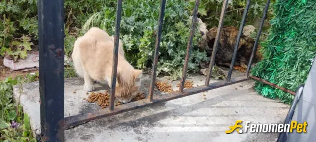 Sokak hayvanı besleme: Lütfen canlarımıza duyarsız Kalmayalım