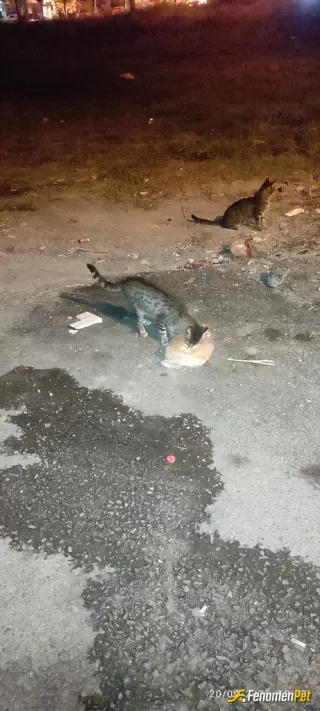 Sokak hayvanı besleme: Sokak hayvanlarınin bize ihtiyacı var