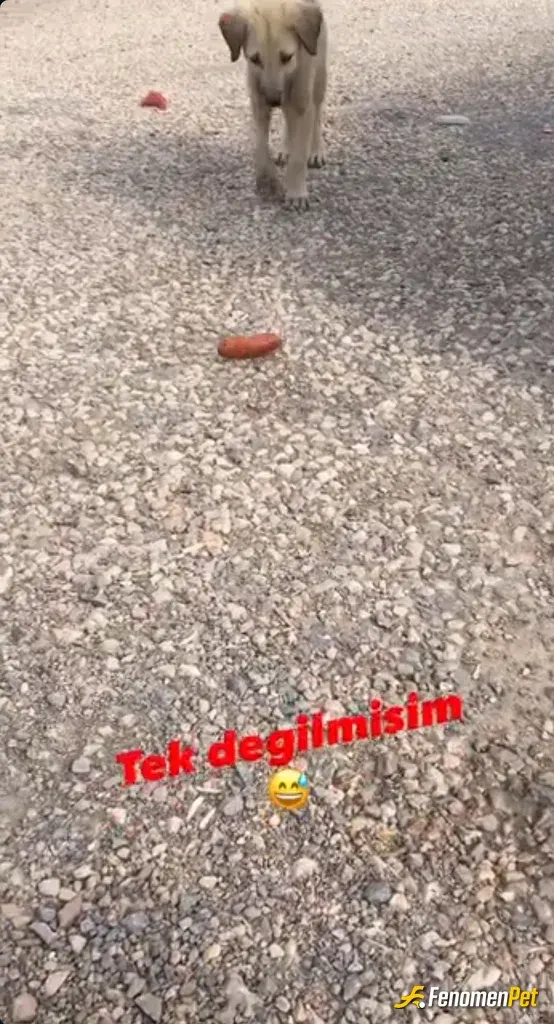 Sokak hayvanı besleme: Video oldugu icin ekran goruntusu aldim . Benim tek dostlarim