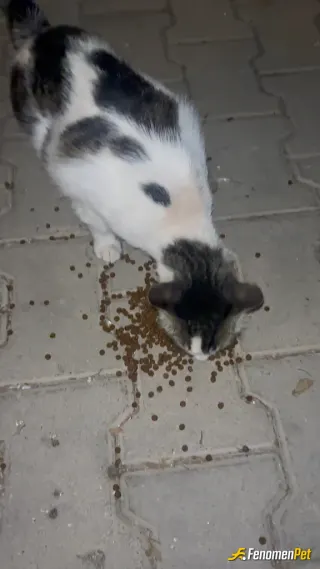 Sokak hayvanı besleme: Aracımda olan kedi mamasını verdim yolda görünce