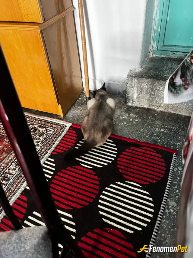 Sokak hayvanı besleme: Sevdiğim hayvanım