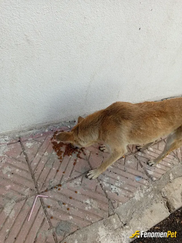 Sokak hayvanı besleme: Onlarda bi Can
