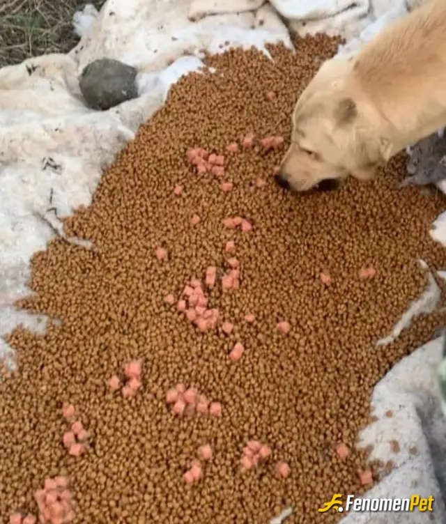 Sokak hayvanı besleme: Doyumluk menu, afiyet Olsun canlar