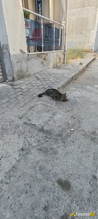 Sokak hayvanı besleme: Gaziemir Dokuz Eylül Mahallesinden sevgilerle her daim kedilerimizi beslemeye devam....