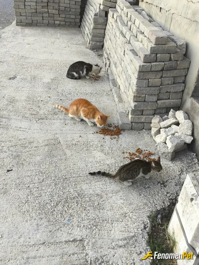 Sokak hayvanı besleme: Bu masum evlatları beslemek kadar güzel bir şey yok.Onlarında bana ilgisi mutlu ediyor.Kendimi huzurlu hissedi