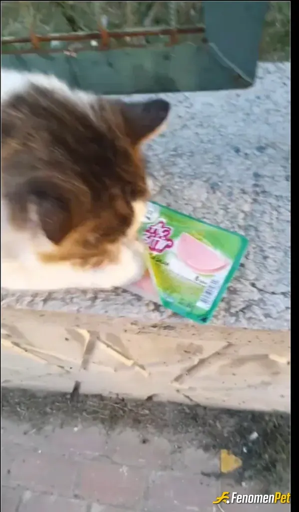 Sokak hayvanı besleme: 🐈