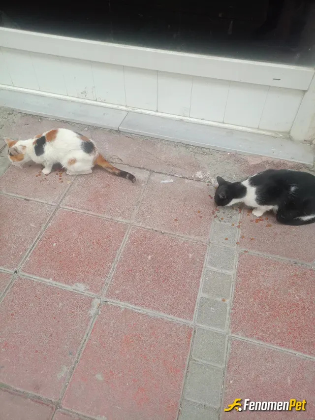 Sokak hayvanı besleme: #Fenomenpet aslı ile kerem rutin mamalarıı yiyor