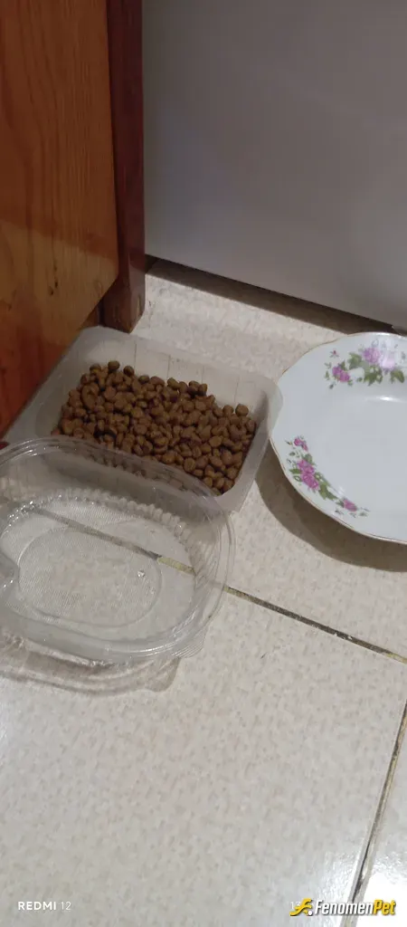 Sokak hayvanı besleme: Evimde 6 adet kedim var ve iki adetde köpek evlat edindim İnsanlardan daha değerliler benim icin Onlar Rabb'im