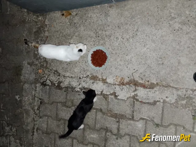 Sokak hayvanı besleme: Sadece bu etkinlik için değil her zaman genel olarak imkanlar dahilinde sokak hayvanlarını beslemeliyiz unutma
