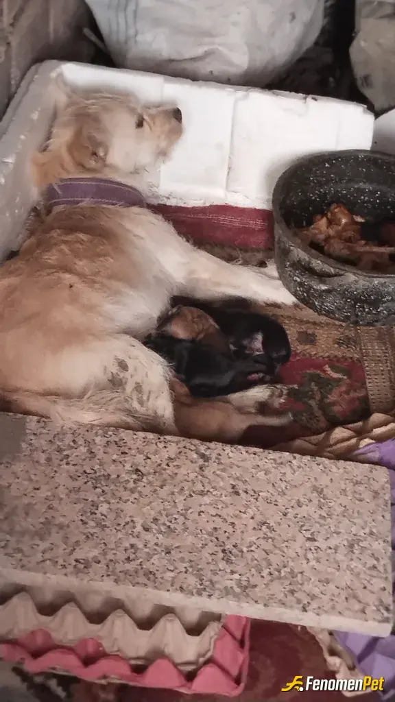 Sokak hayvanı besleme: yavrulamıştı ve tavuk pişirip verdim