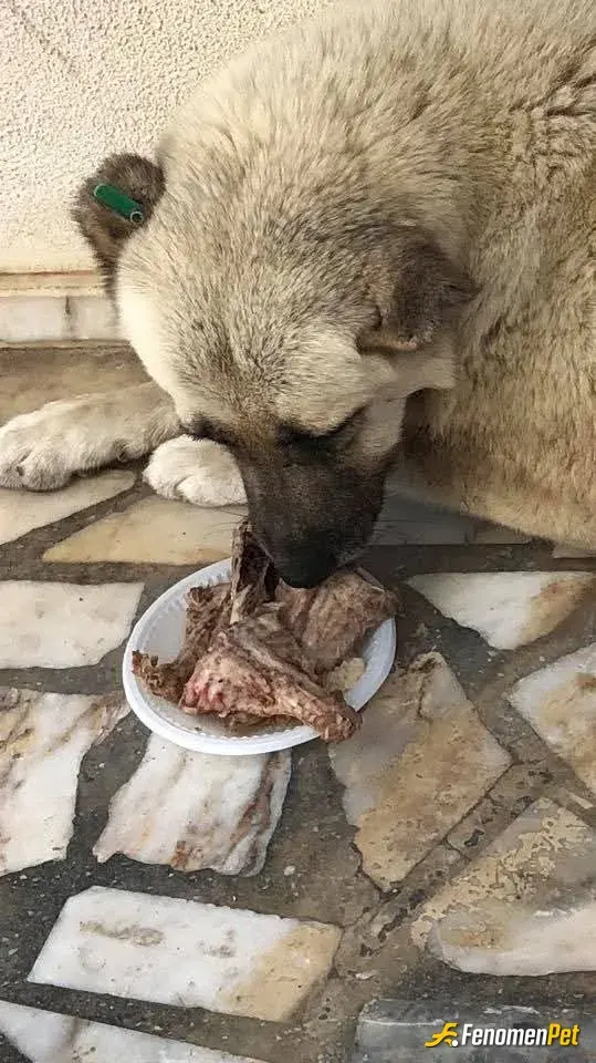 Sokak hayvanı besleme: Fenomenpet
