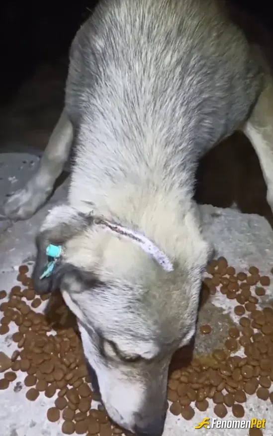 Sokak hayvanı besleme: yaralı köpek gördüm mahallede mama alıp verdim