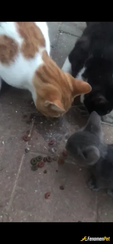 Sokak hayvanı besleme: aracımda sürekli kuru mama olur ve her gördüğüme dağıtırım:)