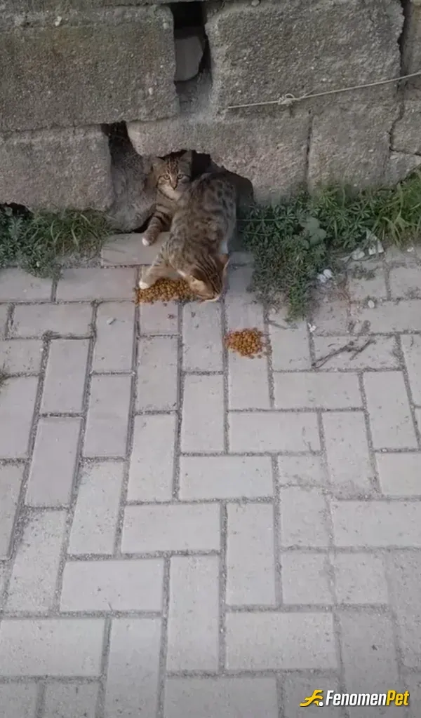 Sokak hayvanı besleme: Sokak hayvanlarına sahip çık