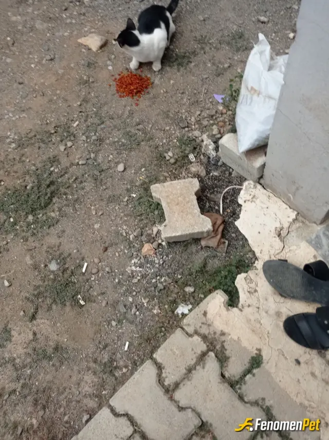 Sokak hayvanı besleme: Sokak hayvanlarını çok seviyorum