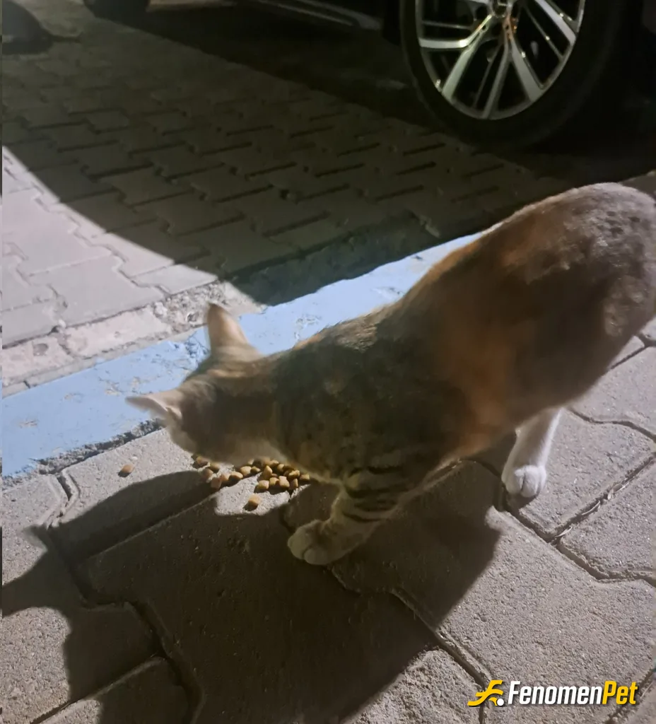 Kirat51 sokak hayvanını beslerken çektiği fotoğraf