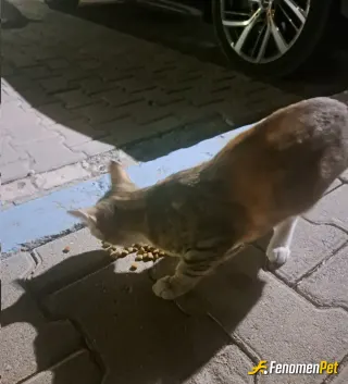 Kirat51 sokak hayvanını beslerken çektiği fotoğraf