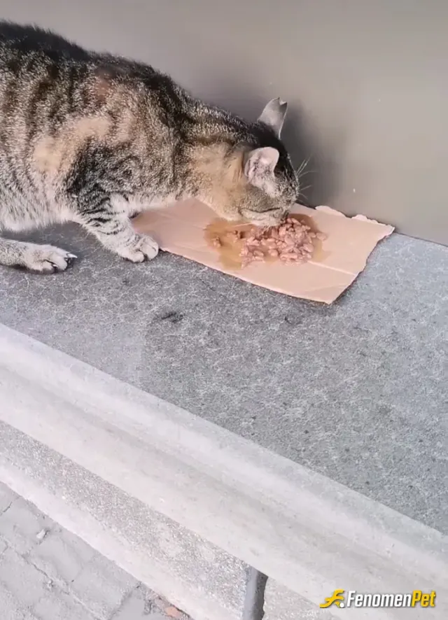 Sokak hayvanı besleme: Ben her zaman hayvanseverim Instagram sayfamda da kedi besleme videoları vardır