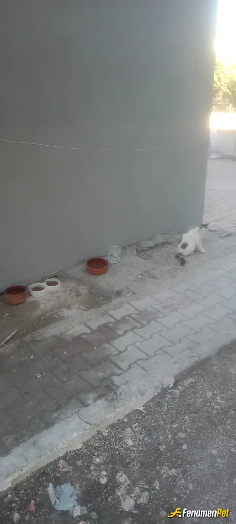 Sokak hayvanı besleme: Aparmanin bahçesinde elimden geldigince tüylü dostlarıma yardım ediyorum
