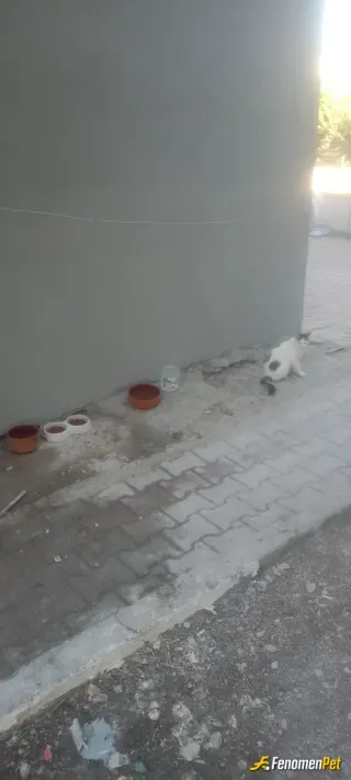 Sokak hayvanı besleme: Aparmanin bahçesinde elimden geldigince tüylü dostlarıma yardım ediyorum