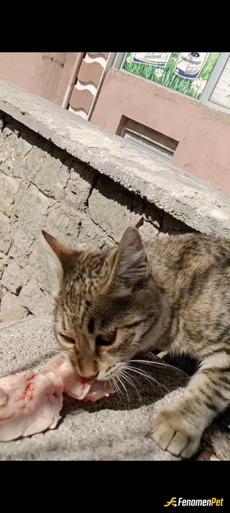 Sokak hayvanı besleme: Yaradana kurban