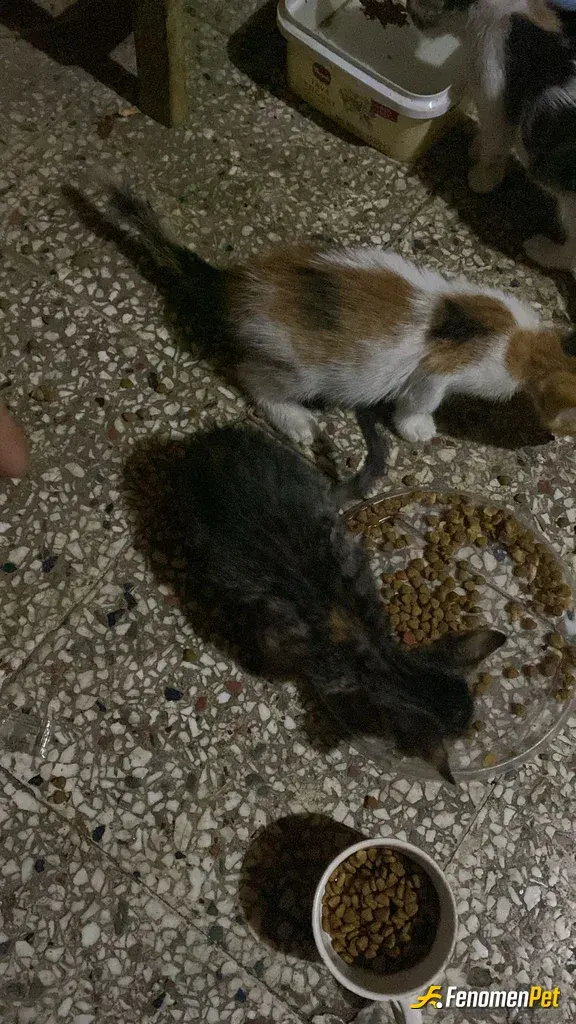 Sokak hayvanı besleme: Teşekkürler Fenomenbet Emeğinize sağlık 🙏