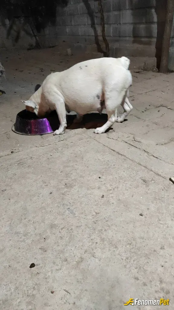 Sokak hayvanı besleme: Petshopcuyuz kendimize ait bı çok kedimiz ve köpeğimiz var çok fazla seviyorum ilgiliyim hayvanlara karşı kend