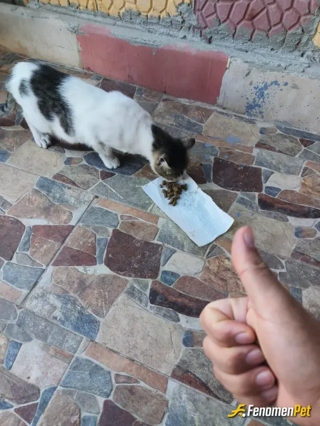 Sokak hayvanı besleme: Bu anne kedi, sokağımızın annesidir,yavru halini bilirim,şimdi yavrularınada bakmaya çalışıyoruz.
#Fenomenpet