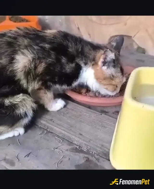 Sokak hayvanı besleme: Çok tatlı bi kedi her gün beslemeye çalışıyorum zaten.