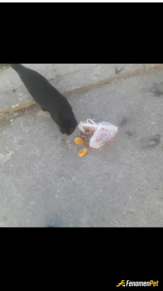 Sokak hayvanı besleme: Siyah mi siyah en tatlısındn afiyet olsun:)