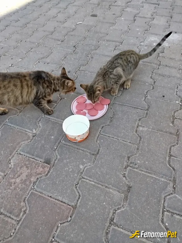 Sokak hayvanı besleme: Onlarda bizim gibi bir canlı onlarlada rızkını herkes paylaşsın