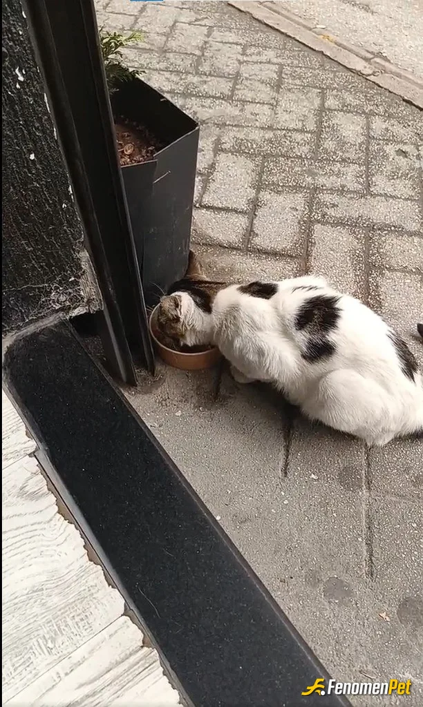 Sokak hayvanı besleme: 2 gündür değişik soğuk var, üşüyor heralde sabahları kapının önünde buluyorum kendisini, nasibini arıyor kerata :))