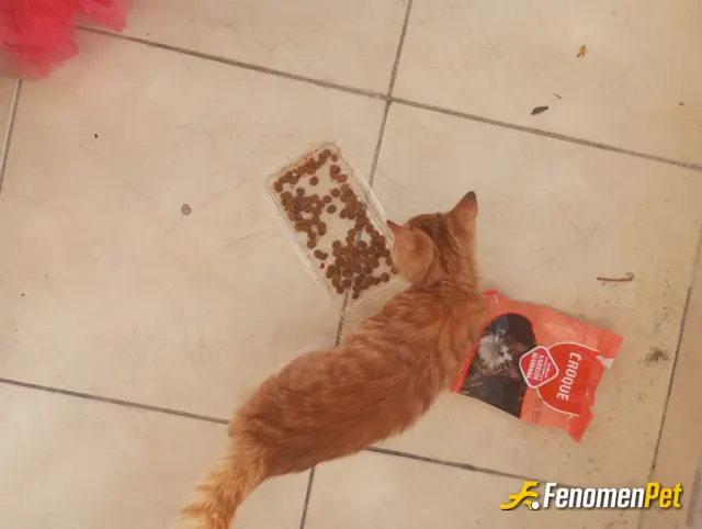 Sokak hayvanı besleme: Onları beslediikce bereket artar ne çok güzeller çok🥰