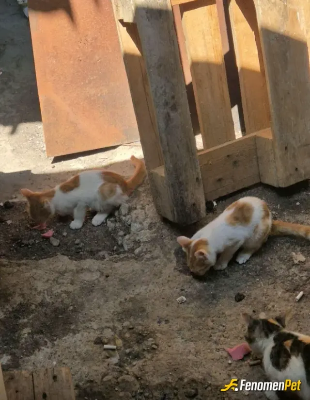 Sokak hayvanı besleme: Evimin bahçesine gelen kediler hergün düzenli beslerim