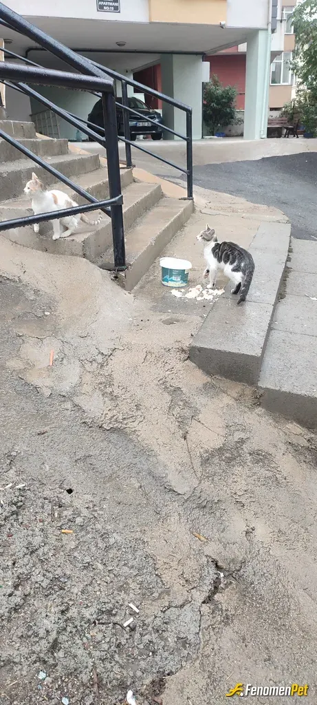 Sokak hayvanı besleme: Hergun su koyarım.  Mama alırım bugünde ekmek. Li