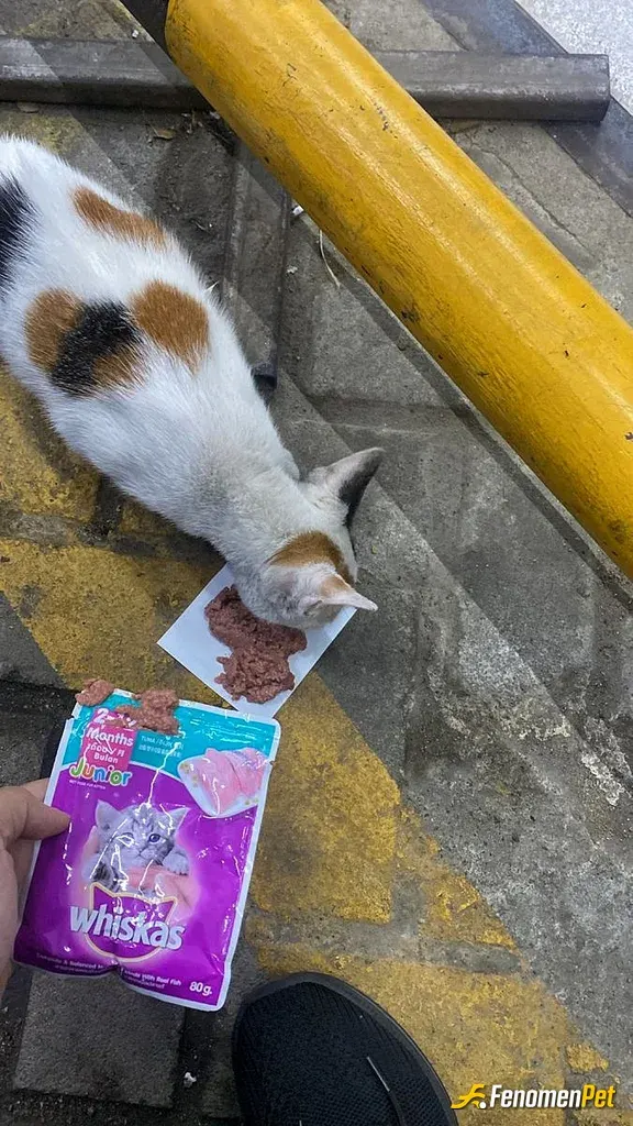 Sokak hayvanı besleme: marketten aldığım mama ile sokakta gördüğüm ilk kediye verdim