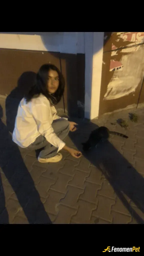 Sokak hayvanı besleme: Kız kardeşim mama verirken bende fotoğrafını çektim