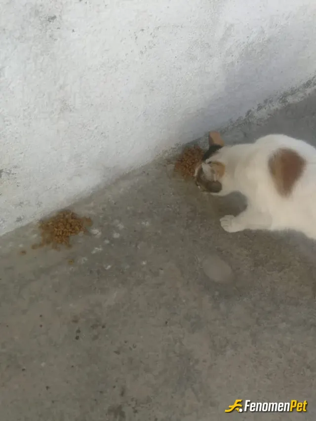 Sokak hayvanı besleme: Sahipsiz canlara bu şekilde destek olduğunuz için yürekten teşekkür ederim <3