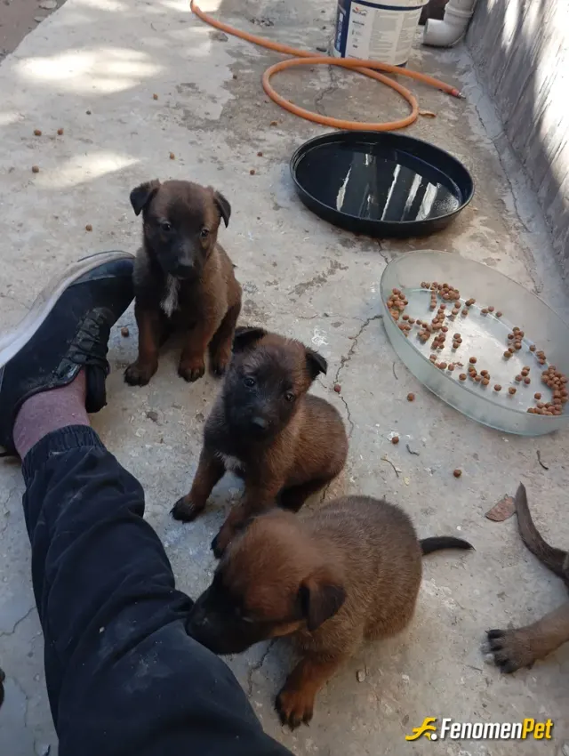 Sokak hayvanı besleme: Patili dostlarım..bunlar candan öte birşey.