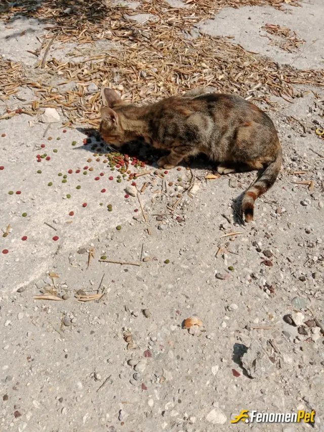Sokak hayvanı besleme: Bizim sokakta çok kedi var tabi yavrularida nasıl karnını doyursunlar ki biz birşey vermesek