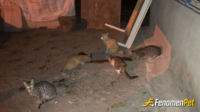 Sokak hayvanı besleme: Canım bahçe kedilerim