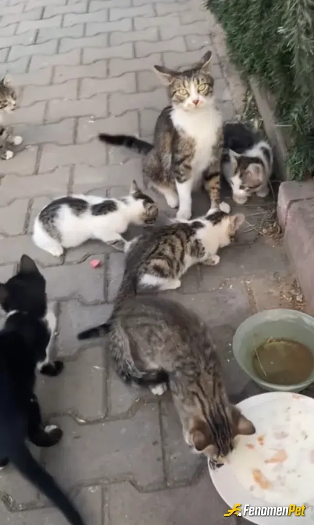 Sokak hayvanı besleme: Her gün iş yerimin arka bahçesinde kedilere süt mama desteği sağlıyorum 🫠
