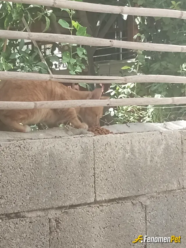 Sokak hayvanı besleme: Kapı önüme gelen kedicikler yesin diye aralıklarla mama bırakıyorum onlar da yiyor 😊