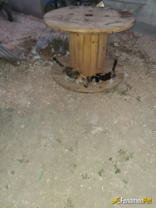 Sokak hayvanı besleme: Yemek yedirerek