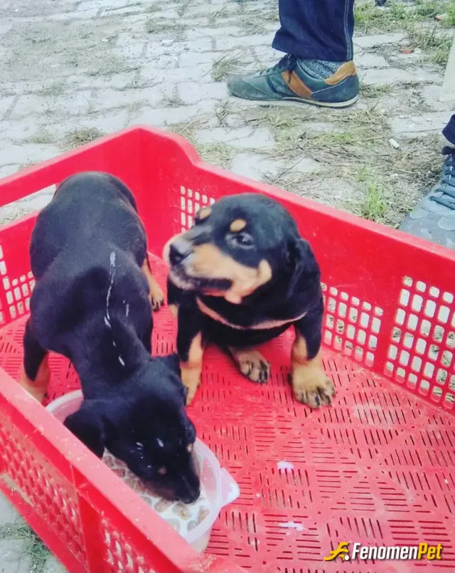 Sokak hayvanı besleme: ❤️❤️