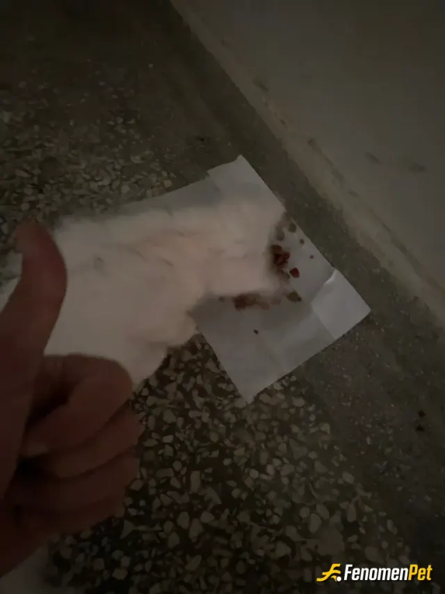 Sokak hayvanı besleme: #Fenomenpet apartmanın gülü fenomene teşekkür eder