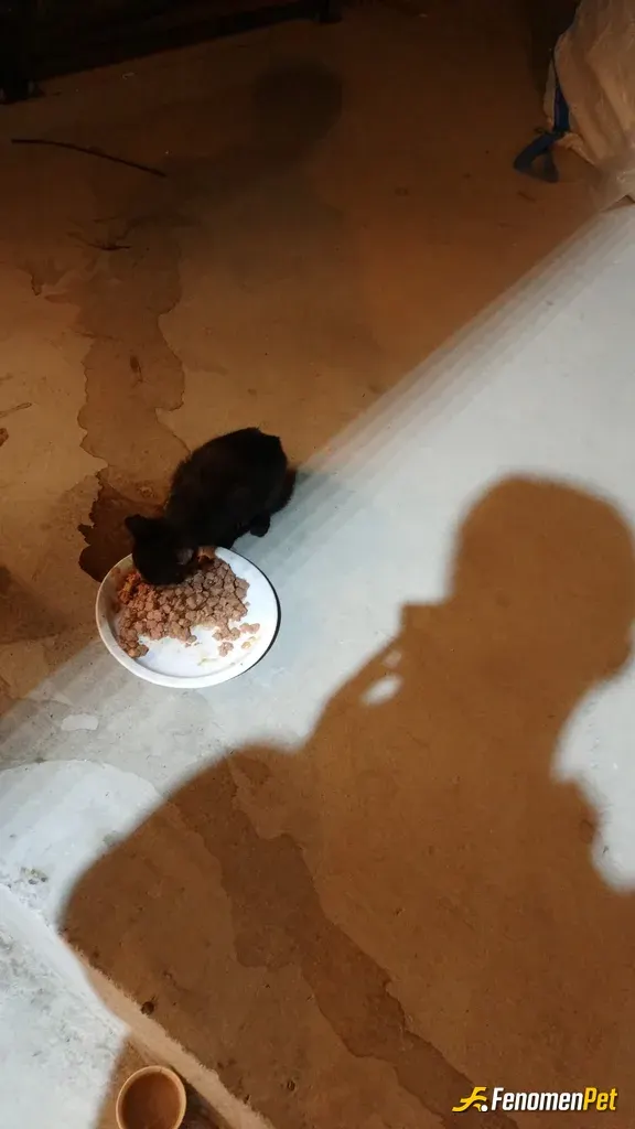 Sokak hayvanı besleme: Şok marketin yeni üyesi😊