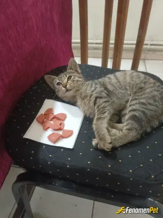 Sokak hayvanı besleme: 🥰🥰