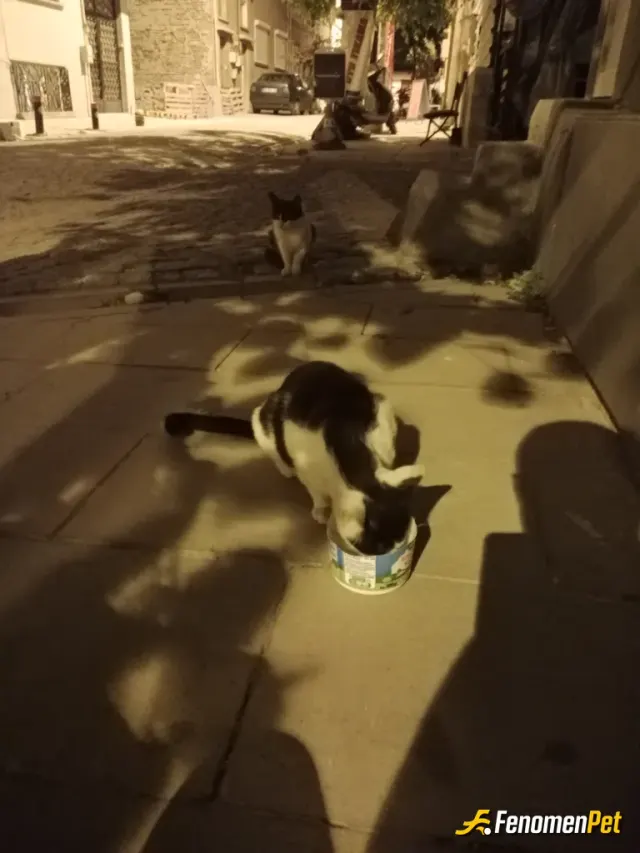 Sokak hayvanı besleme: Onların karnını doyurmak kendi ruhunu doyurmaktır..